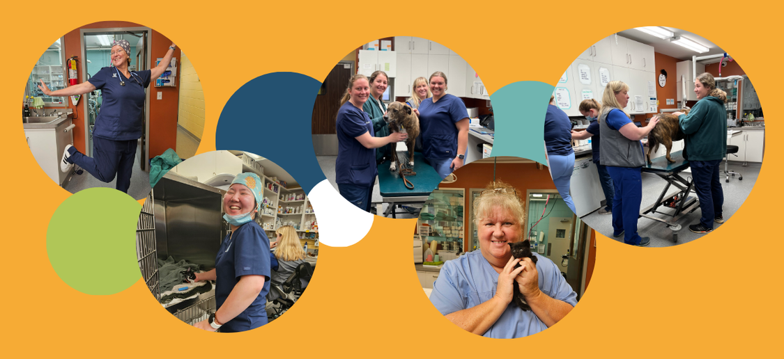 The Friendly Vet Team