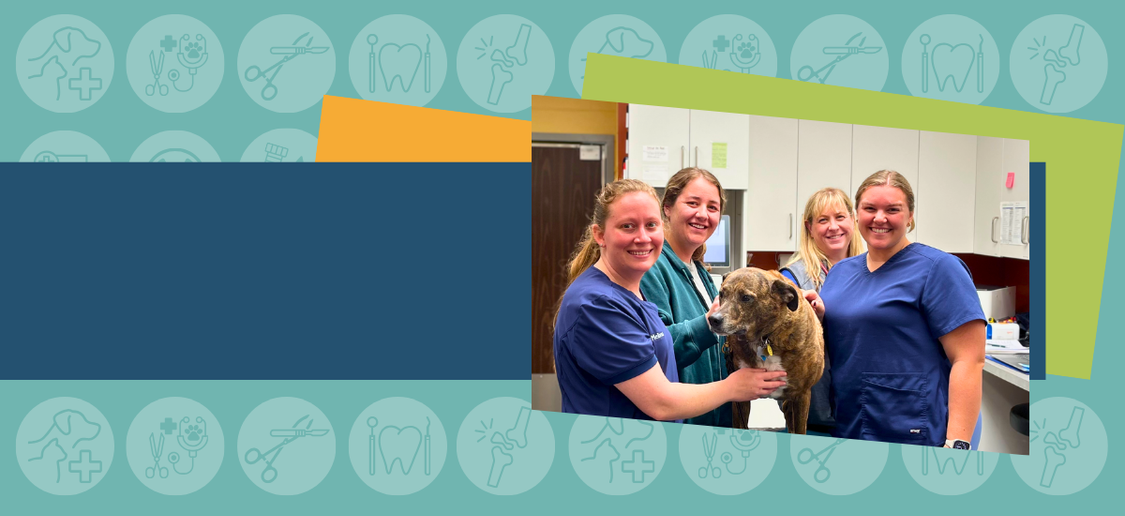 Welcome to Friendly Vet!
